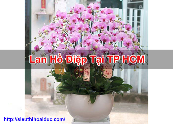 Lan Hồ Điệp Tại TP HCM