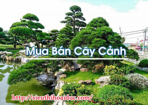 Mua Bán Cây Cảnh