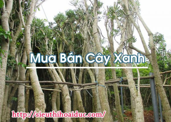 Mua Bán Cây Xanh