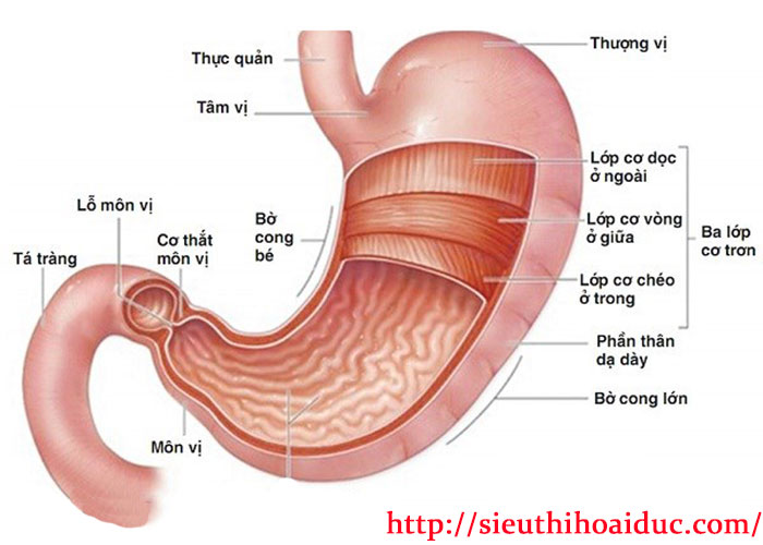 Đau Dạ Dày