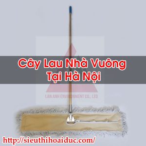 Cây Lau Nhà Vuông Tại Hà Nội