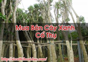 Mua Bán Cây Xanh Cổ Thụ