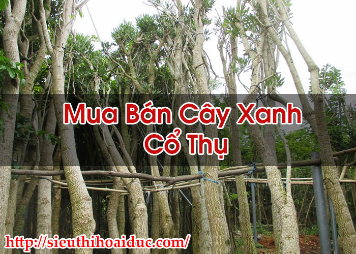 Mua Bán Cây Xanh Cổ Thụ