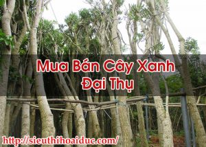 Mua Bán Cây Xanh Đại Thụ