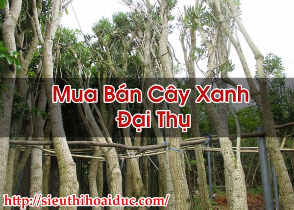 Mua Bán Cây Xanh Đại Thụ