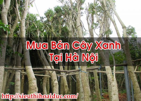 Mua Bán Cây Xanh Tại Hà Nội