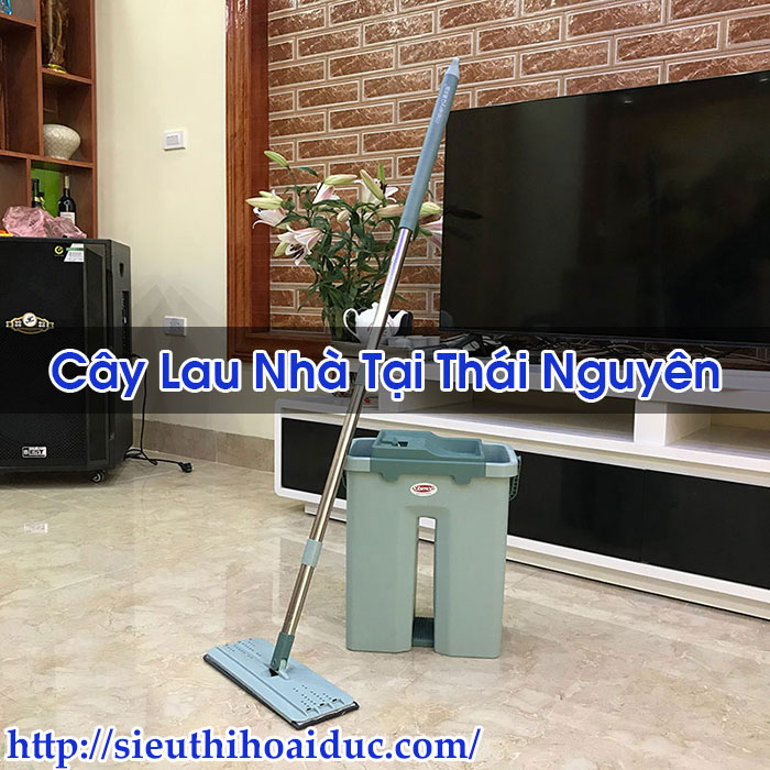 Cây Lau Nhà Tại Thái Nguyên