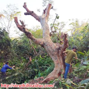 Mua Cây Phong Thủy Tại Hà Nội