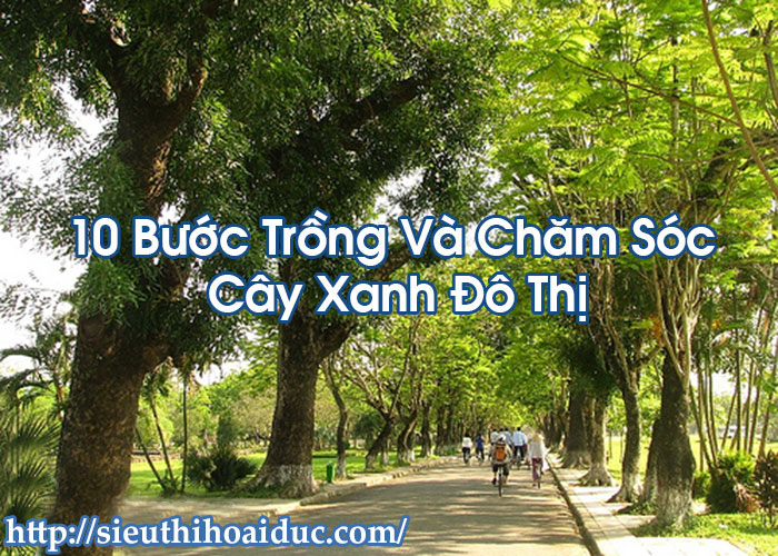 10 Bước Trồng Và Chăm Sóc Cây Xanh Đô Thị