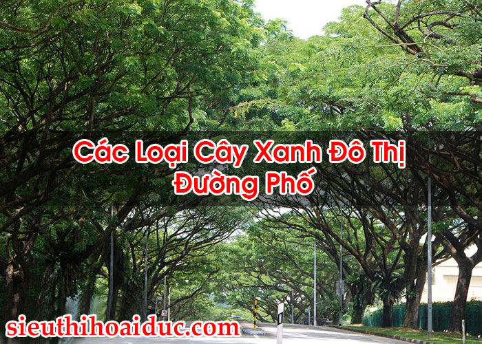 Các Loại Cây Xanh Đô Thị