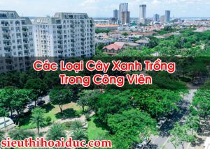 Các Loại Cây Xanh Trồng Trong Công Viên