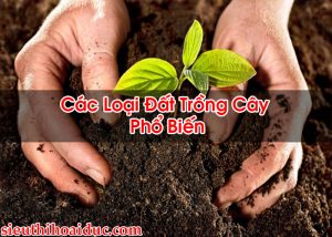 Các Loại Đất Trồng Cây