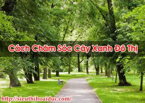 Cách Chăm Sóc Cây Xanh Đô Thị