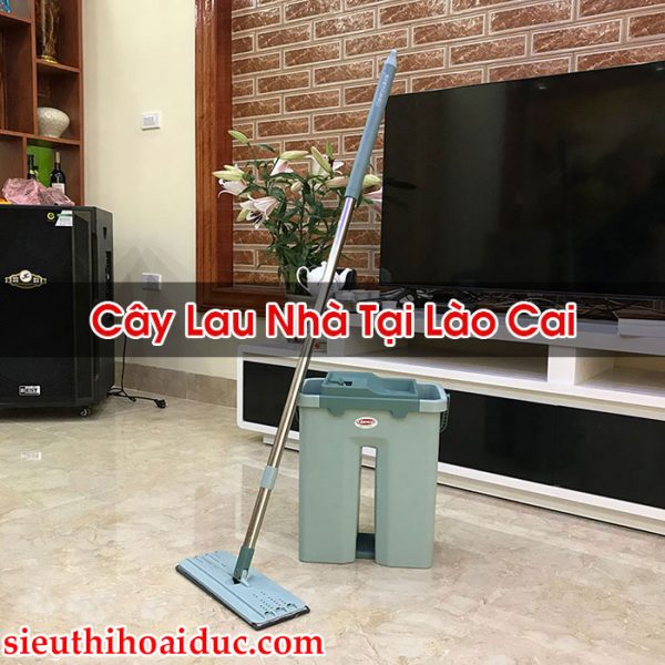 Cây Lau Nhà Tại Lào Cai