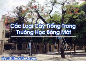 Các Loại Cây Trồng Trong Trường Học