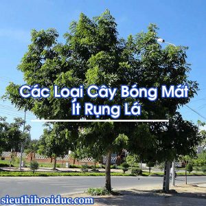 Cây Bóng Mát Ít Rụng Lá