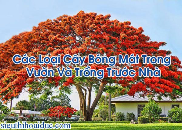 Các Loại Cây Bóng Mát Trong Vườn Và Trồng Trước Nhà